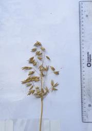 Panicle