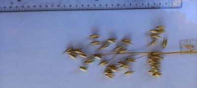 Panicle