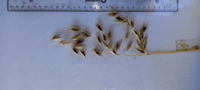 column Panicle