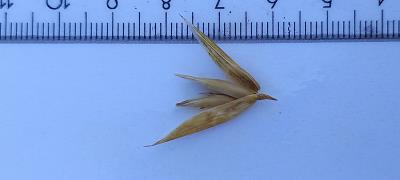 column Spikelet