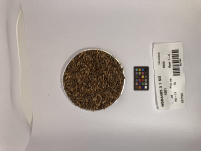 column SEED