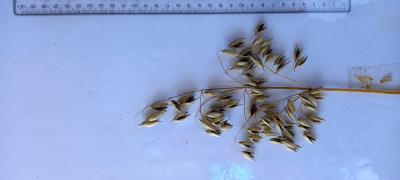Panicle