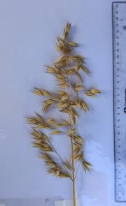 column Panicle