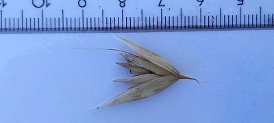column Spikelet