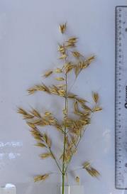 column Panicle