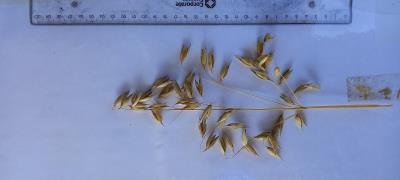 column Panicle