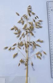 column Panicle