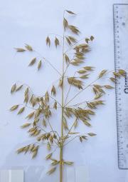 Panicle