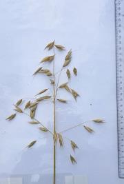 column Panicle