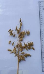 column Panicle