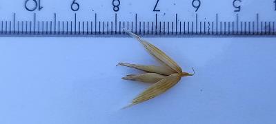 column Spikelet