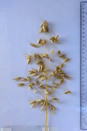 column Panicle