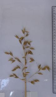 column Panicle