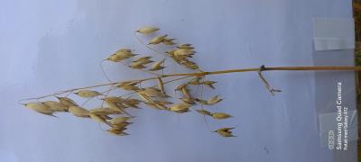 column Panicle