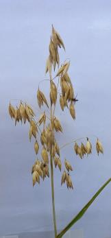 column Panicle