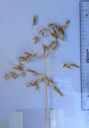 Click for 4 image(s) for this accession. Panicle