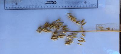 column Panicle