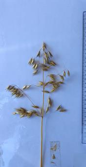column Panicle