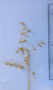 column Panicle