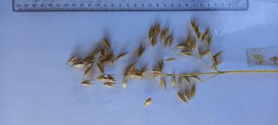 column Panicle
