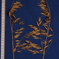 Click for 8 image(s) for this accession. Image