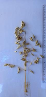 column Panicle
