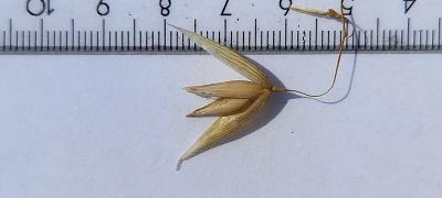 column Spikelet