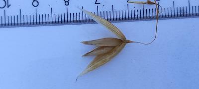 column Spikelet