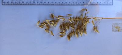 Panicle