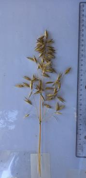 column Panicle