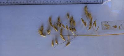 Panicle