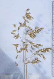 Panicle
