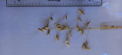 column Panicle