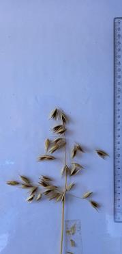Panicle