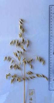 Panicle