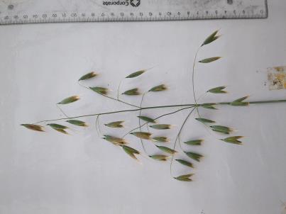 column PANICLE