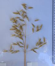 column Panicle