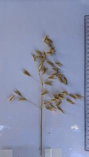 column Panicle