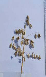 column Panicle