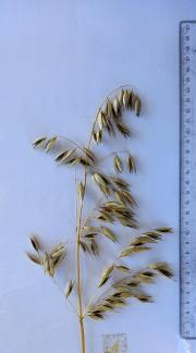Panicle