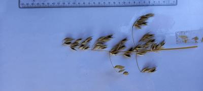 Panicle