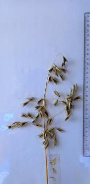 Panicle