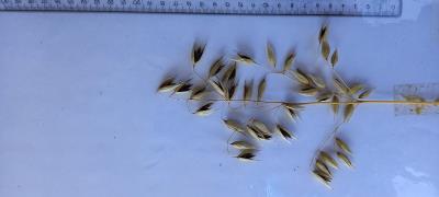 Panicle