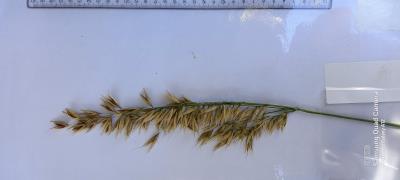 Panicle