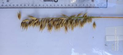 column Panicle