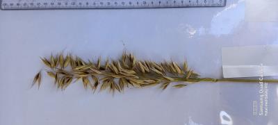 Panicle