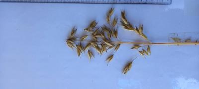 Panicle