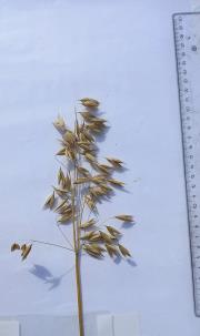 Panicle
