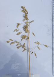 Panicle