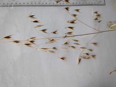 column PANICLE